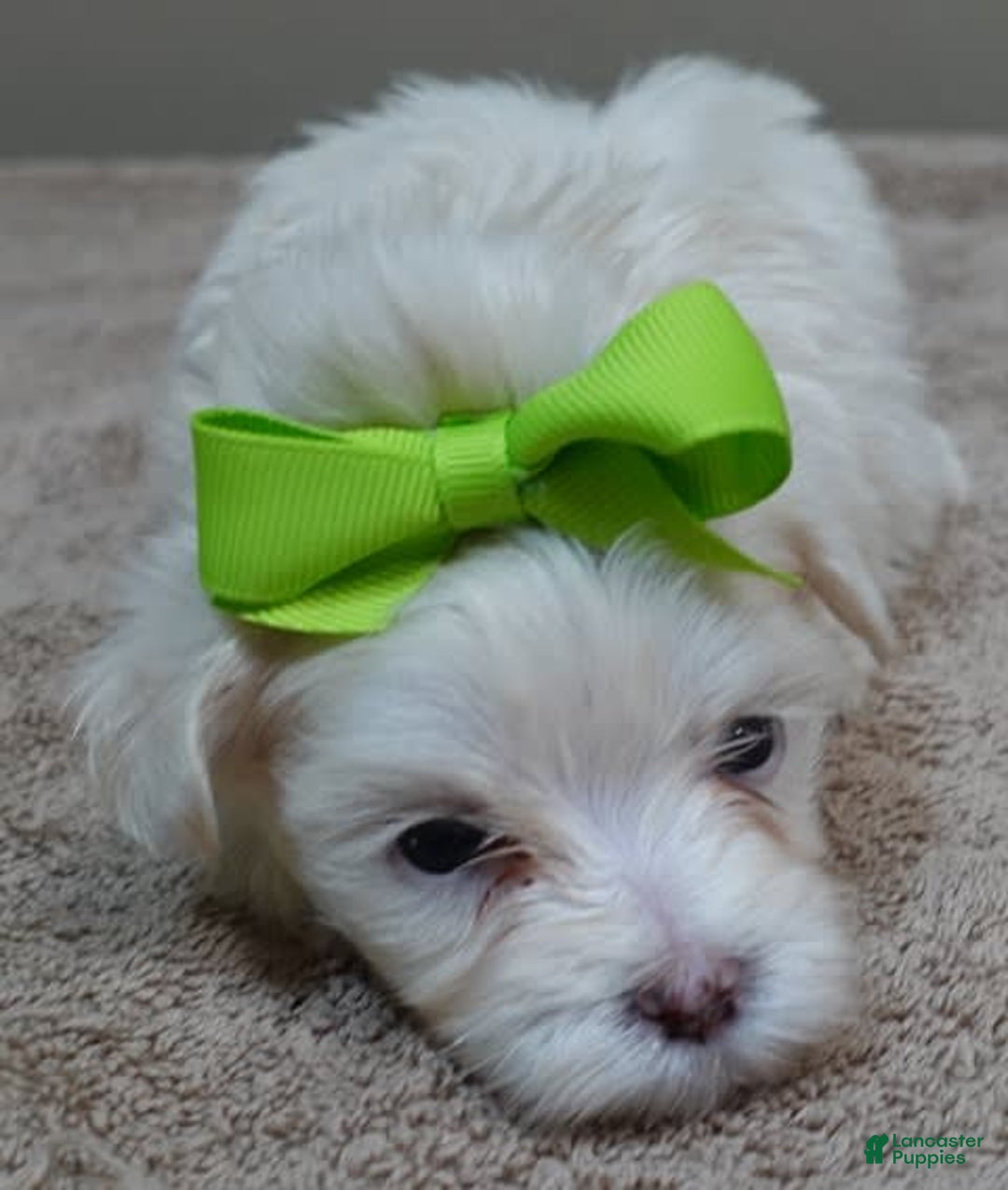 Maltese dogs for sale: Titan - Image 8