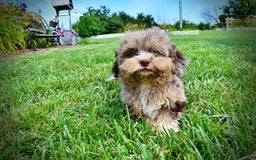 Havapoo dogs for sale: Dixie - Image 4