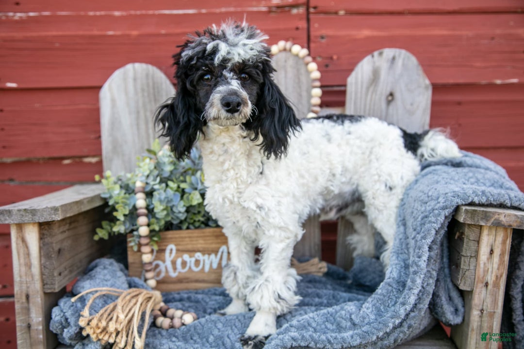 Miniature Poodle dogs for sale: Bouncer - Image 1
