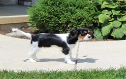 Cavalier King Charles Spaniel dogs for sale: Missy - Image 2