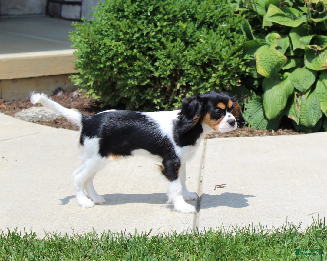 Cavalier King Charles Spaniel dogs for sale: Missy - Image 2