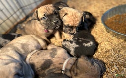 Cane Corso dogs for sale: Mandisa - Image 12