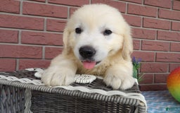 Golden Retriever dogs for sale: Les - Image 1