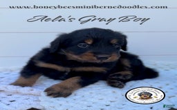 Mini Bernedoodle dogs for sale: Aelas Gray Boy - Image 6
