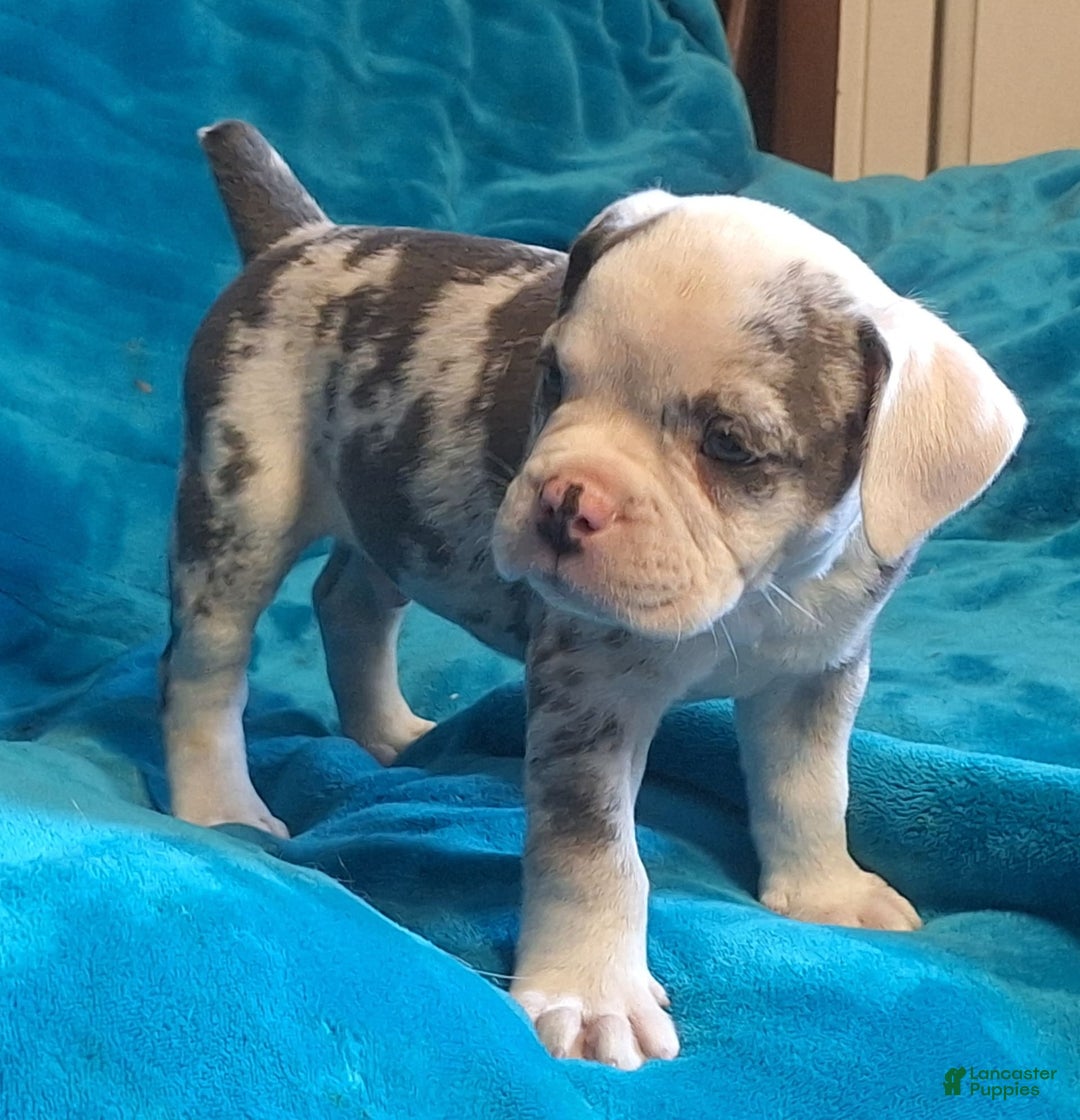 Olde English Bulldogge dogs for sale: Boss - Image 3