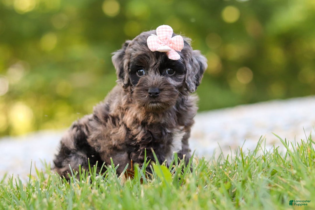 Cockapoo dogs for sale: Indy - Image 1