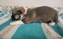 Welsh Corgi Pembroke dogs for sale: Novas Girl 3 - Image 5