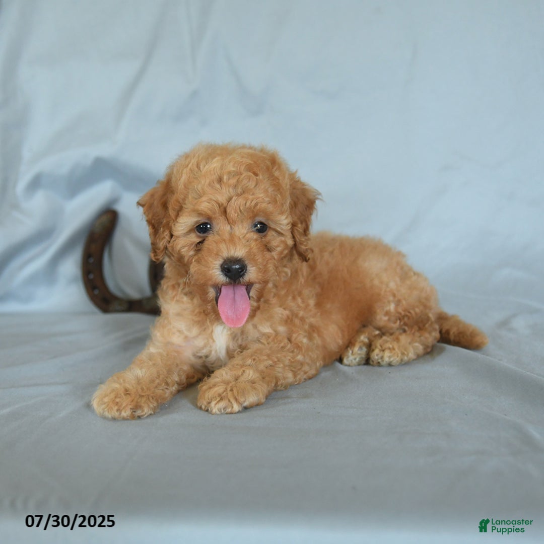 Shihpoo dogs for sale: Romeo - Image 3