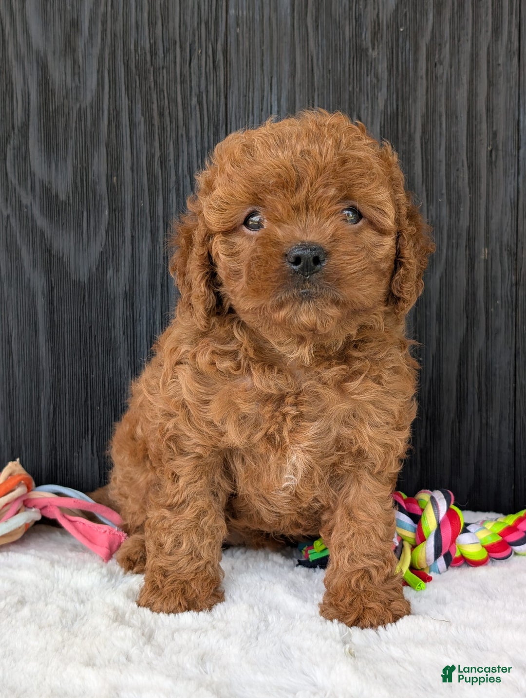 Cavapoo dogs for sale: Ginger - Image 12
