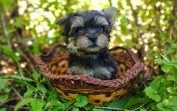 Morkie dogs for sale: "teacup" Cricket - Image 3