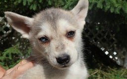 Gerberian Shepsky dogs for sale: Fawn - Image 2