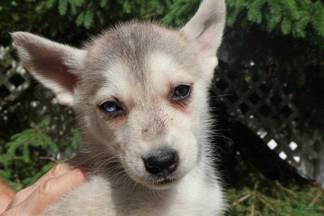 Gerberian Shepsky dogs for sale: Fawn - Image 2