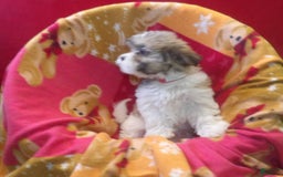 Malshi dogs for sale: Vivi - Image 3