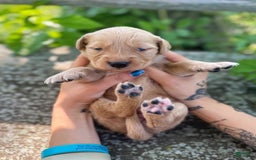 Golden Retriever dogs for sale: Willow - Image 8