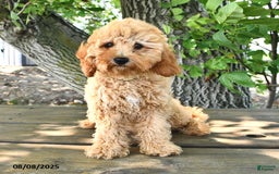 Cavapoo dogs for sale: Faith - Image 10