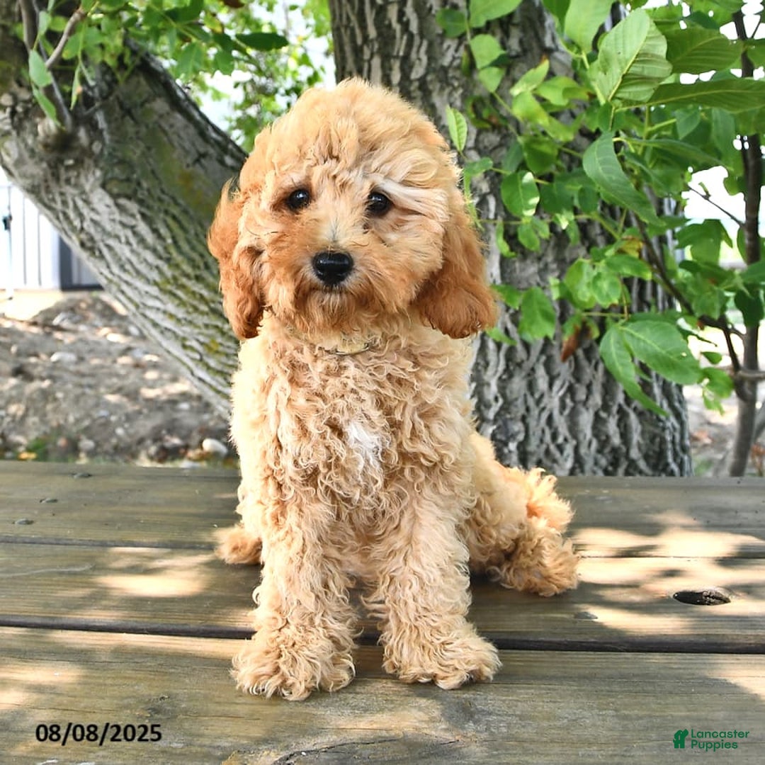 Cavapoo dogs for sale: Faith - Image 10