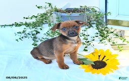 Miniature Pinscher dogs for sale: Evening Star - Image 1