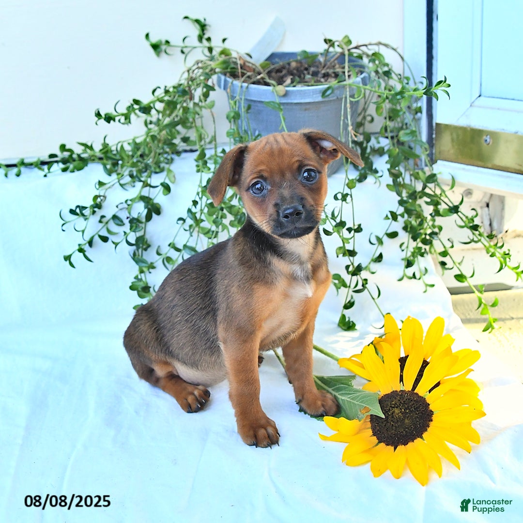 Miniature Pinscher dogs for sale: Evening Star - Image 1