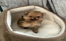 Pomeranian dogs for sale: Hilda - Image 2