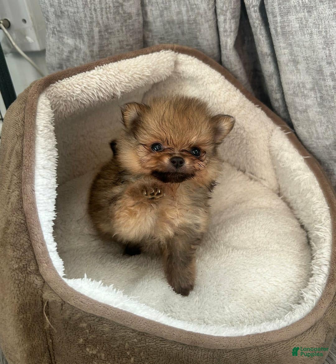 Pomeranian dogs for sale: Hilda - Image 2