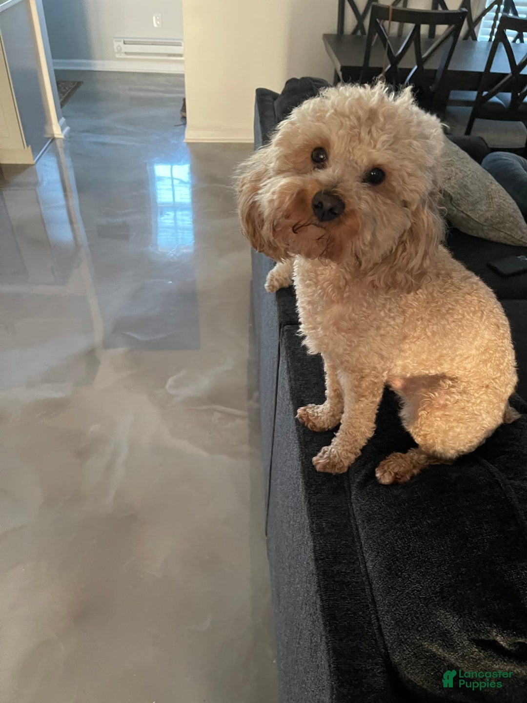 Toy Poodle dogs for sale: Phoenix - Image 4