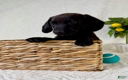 Miniature Dachshund dogs for sale: Miniature Dachshund 2 puppies - Image 10