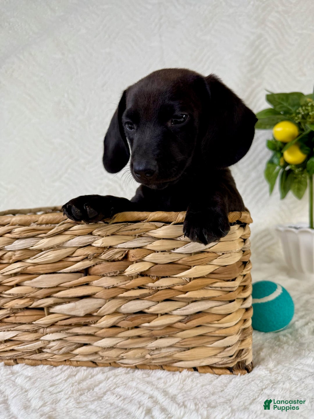 Miniature Dachshund dogs for sale: Miniature Dachshund 2 puppies - Image 10