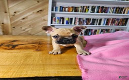 French Bulldog dogs for sale: Bell - Image 2