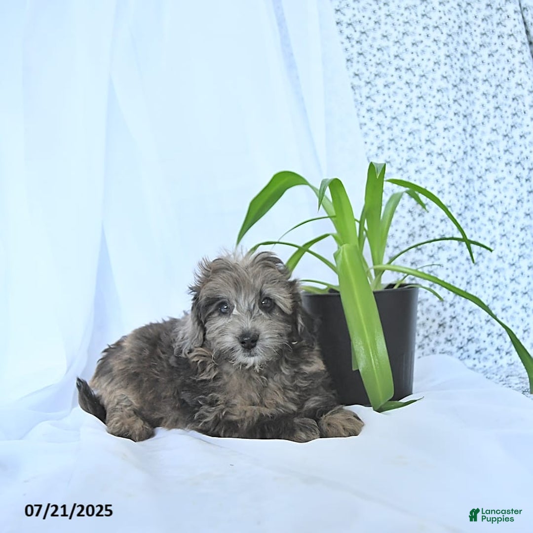 Mini Goldendoodle dogs for sale: Kai - Image 4