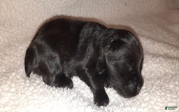 Miniature Schnauzer dogs for sale: Girl2 - Image 9