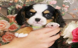 Miniature Bernese Mountain Dog dogs for sale: Gummybear - Image 10
