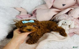 Toy Poodle dogs for sale: Ponzu - Image 2