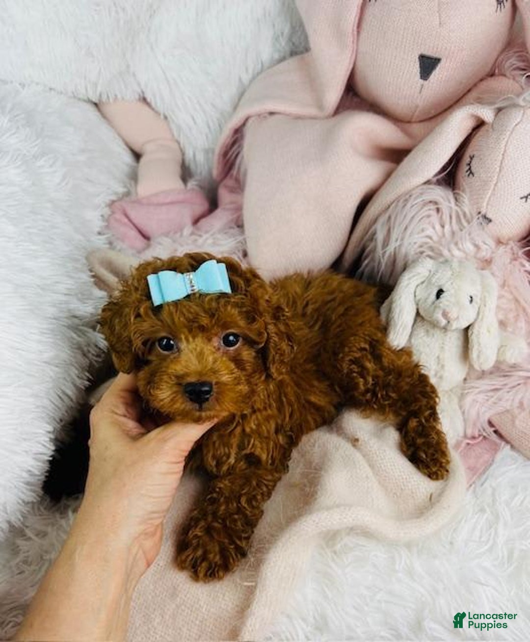 Toy Poodle dogs for sale: Ponzu - Image 2