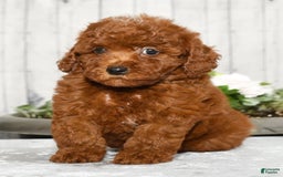 Miniature Poodle dogs for sale: Zoey - Image 9