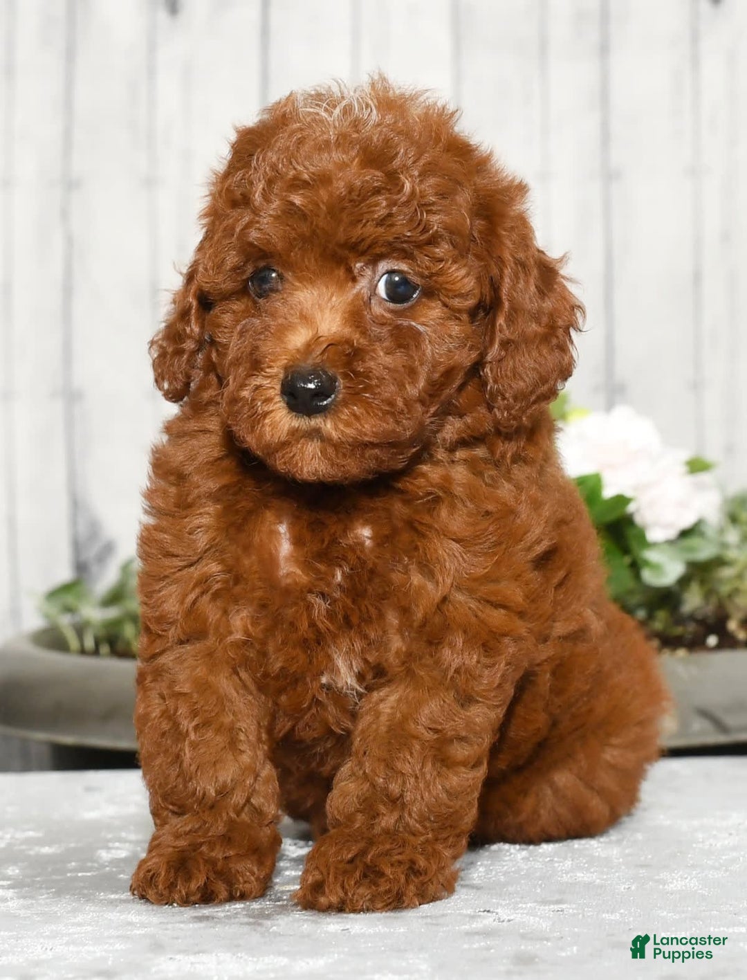Miniature Poodle dogs for sale: Zoey - Image 9