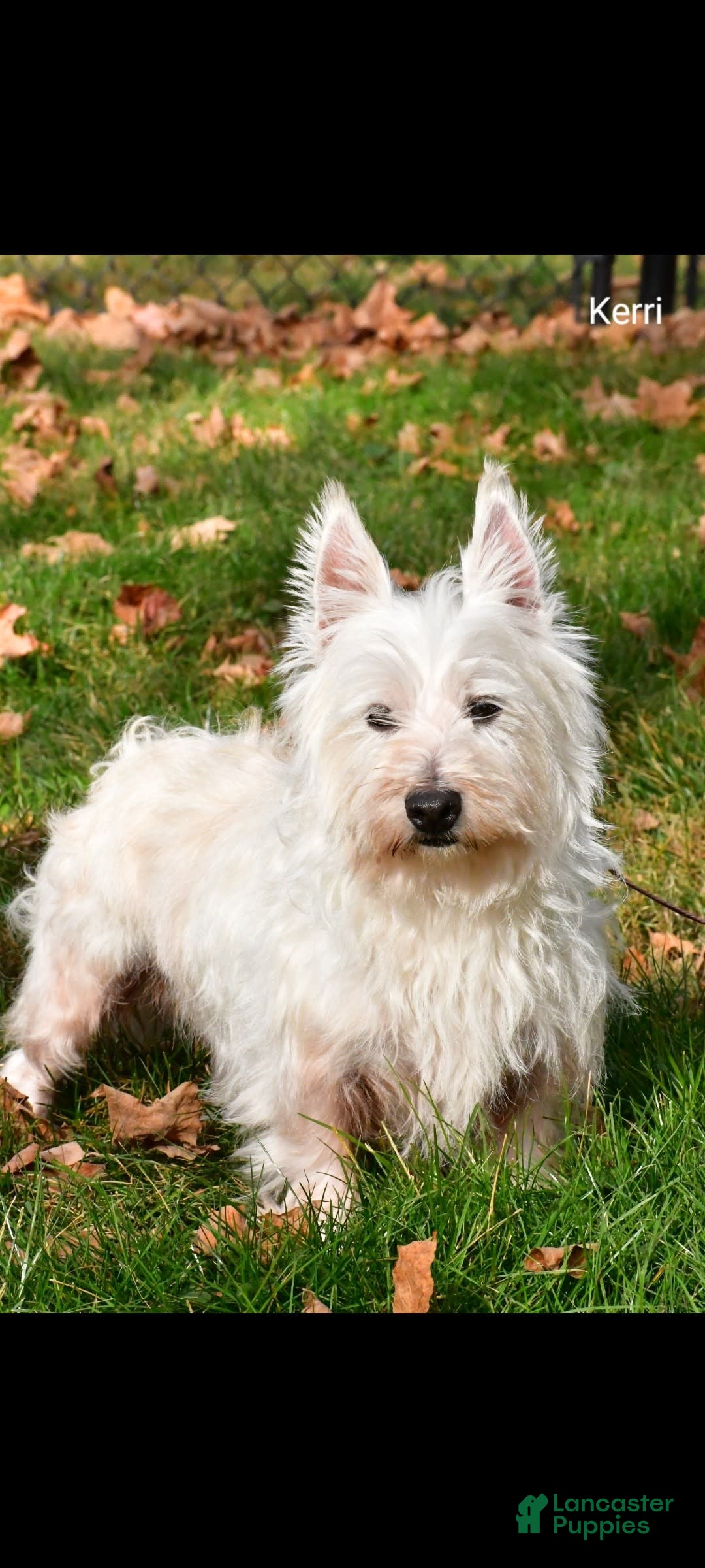 West Highland Terrier dogs for sale: Ollie - Image 9