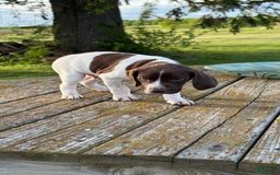 German Shorthaired Pointer dogs for sale: Teal - Image 3