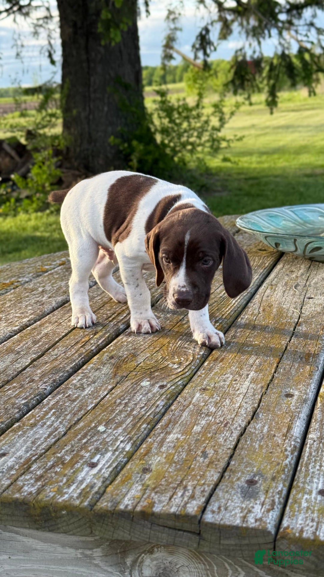 German Shorthaired Pointer dogs for sale: Teal - Image 3