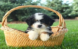 Mini Bernedoodle dogs for sale: Pepper - Image 9