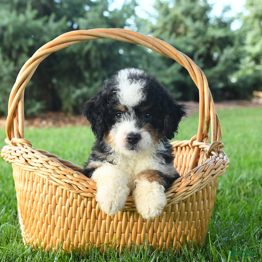 Mini Bernedoodle dogs for sale: Pepper - Image 9