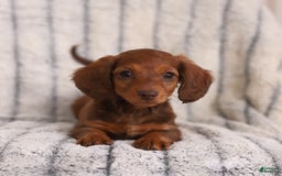 Miniature Dachshund dogs for sale: Baby - Image 3