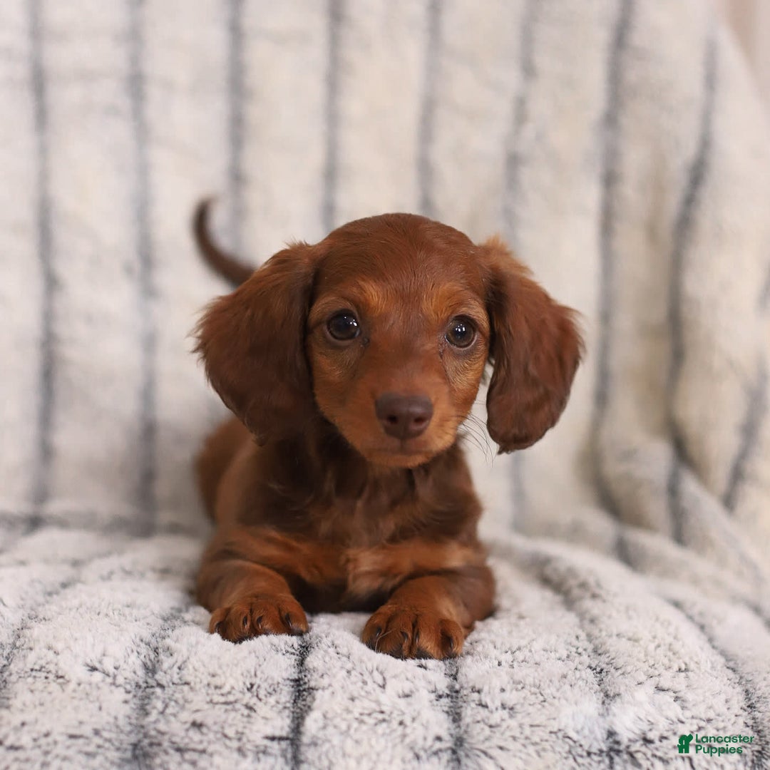 Miniature Dachshund dogs for sale: Baby - Image 3