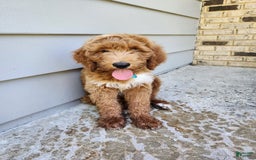 Labradoodle dogs for sale: Teddy - Image 5