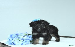 Toy Poodle dogs for sale: Twinkle - Image 15