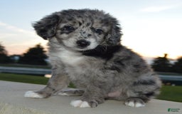 Mini Aussiedoodle dogs for sale: Mini Angel - Image 8
