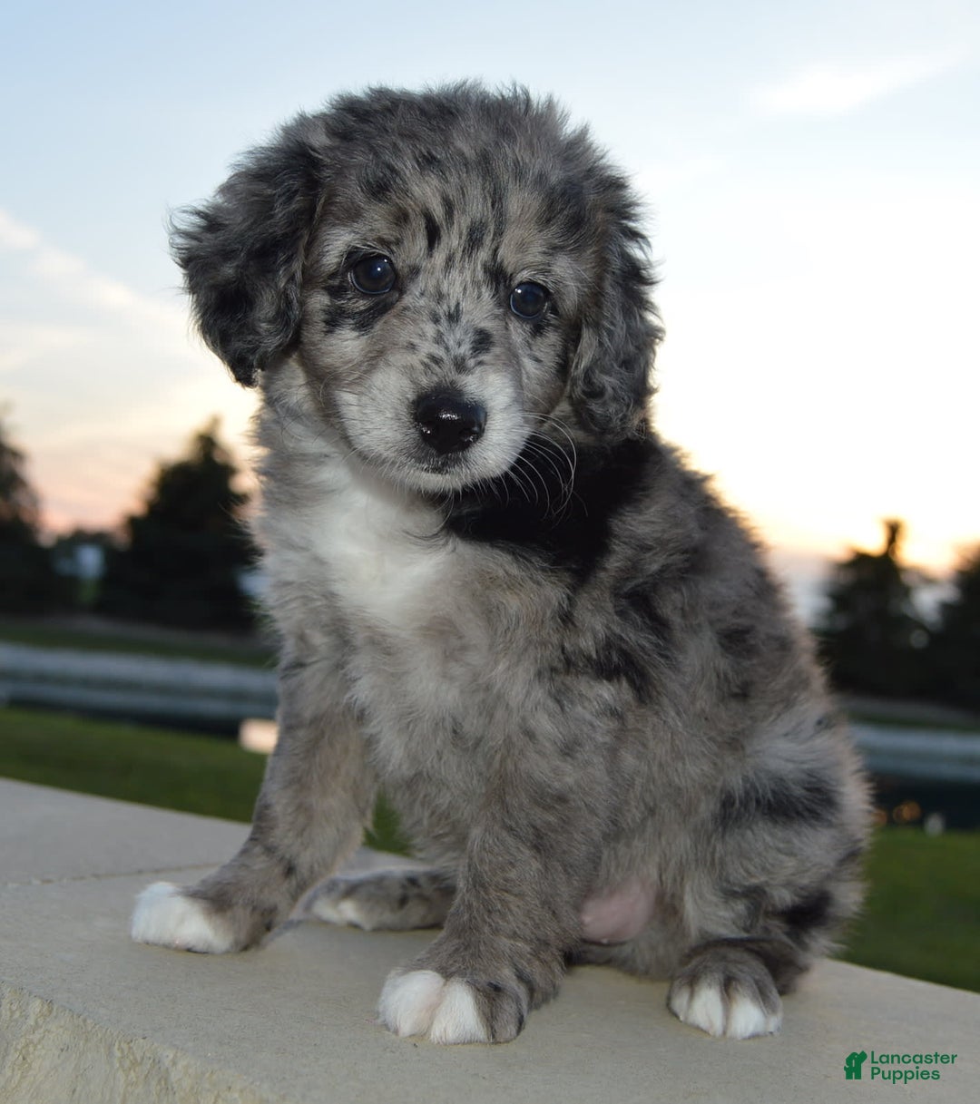 Mini Aussiedoodle dogs for sale: Mini Angel - Image 8