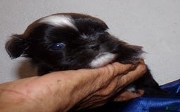 Shih Tzu dogs for sale: Tiny Jetta - Image 11