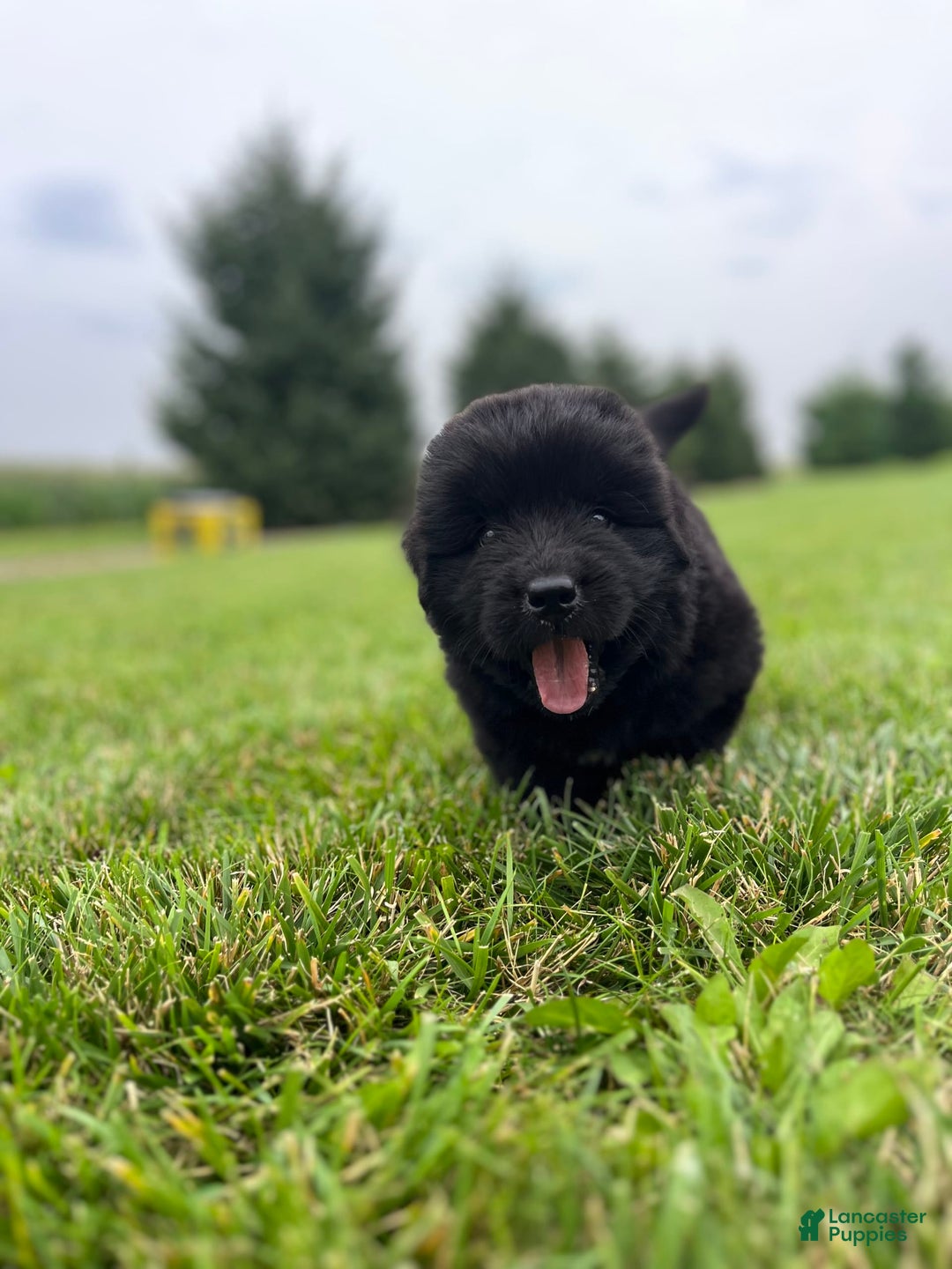 Newfoundland dogs for sale: Dahlia - Image 14