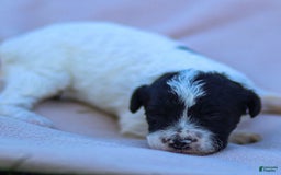 Goldendoodle dogs for sale: Orchid - Image 12