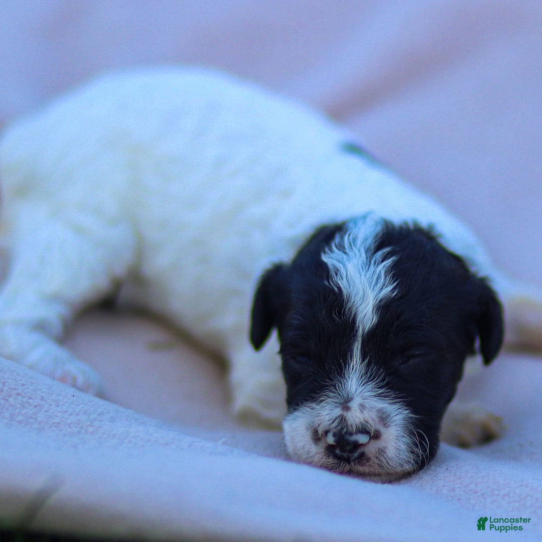 Goldendoodle dogs for sale: Orchid - Image 12